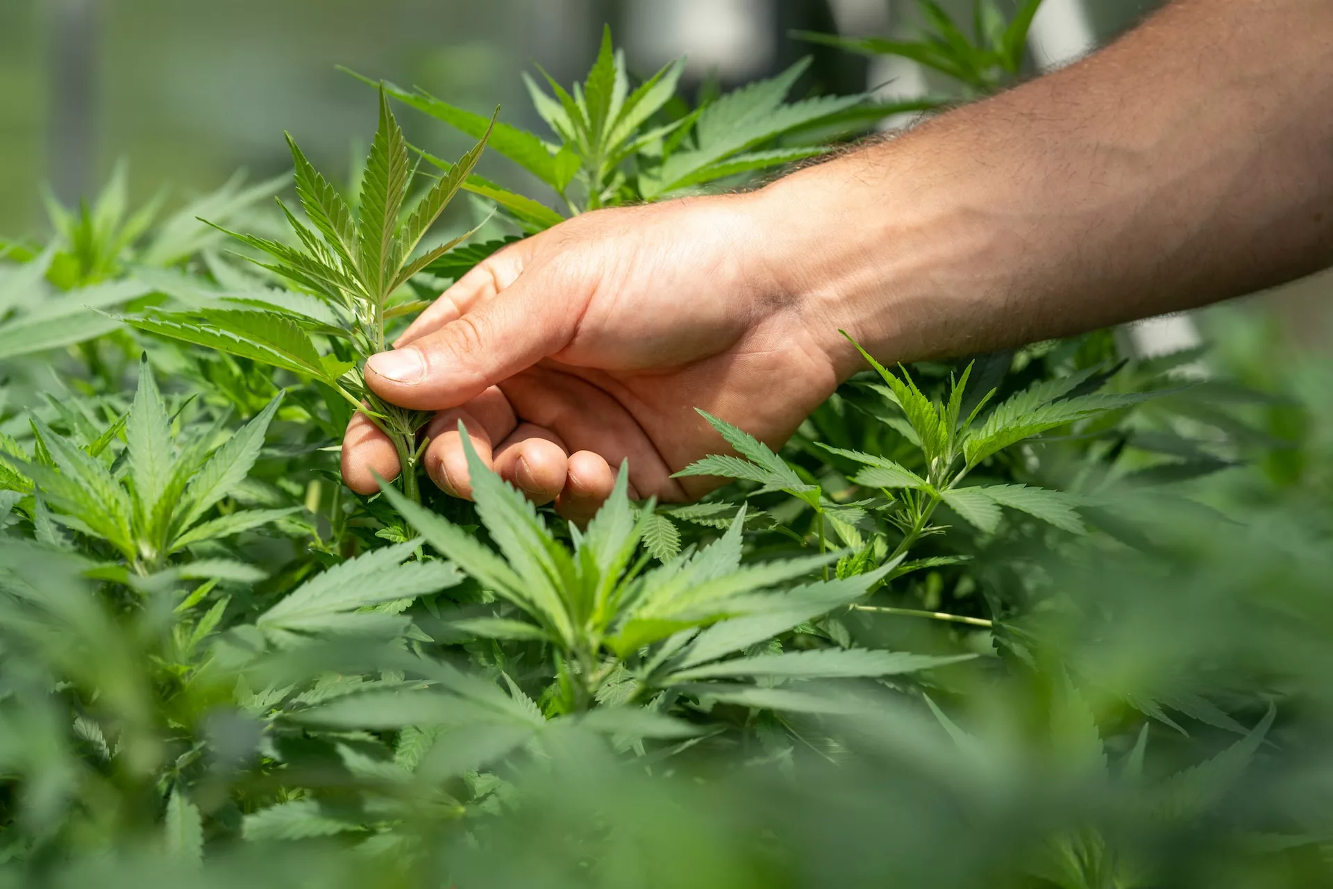 sativa, indica, and hybrid cannabis